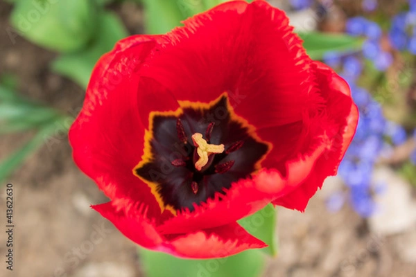 Obraz red and yellow tulip