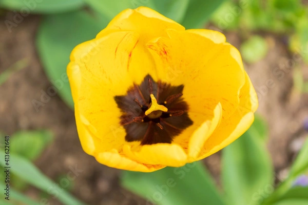 Obraz yellow tulip flower