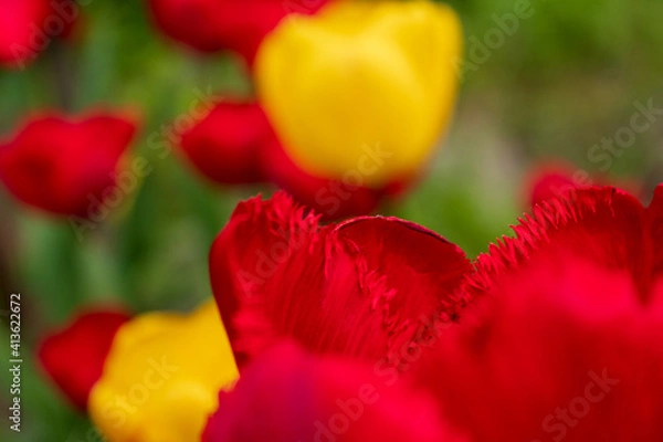 Obraz red and yellow tulips