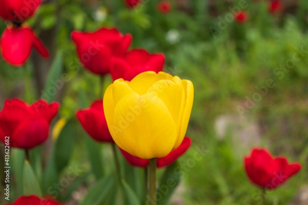 Obraz red and yellow tulips