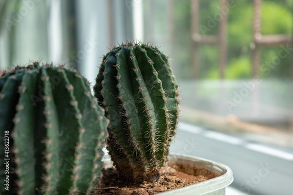 Obraz cactus on the windowsill