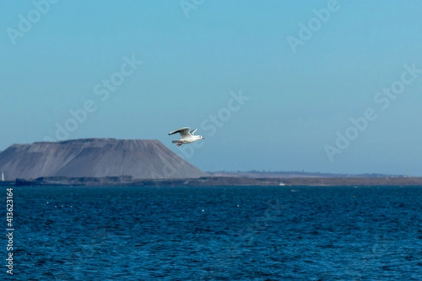 Obraz seagull over the sea