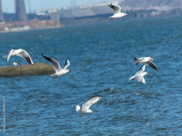 Obraz seagulls in flight