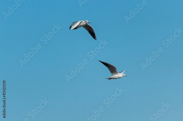 Obraz seagull in flight