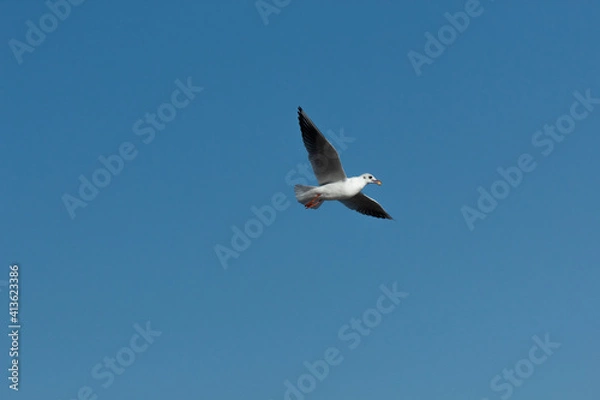 Obraz seagull in flight