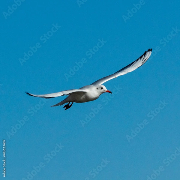 Obraz seagull in flight