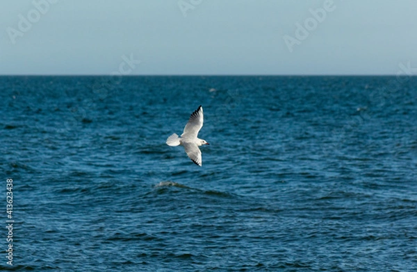 Obraz seagull over the sea