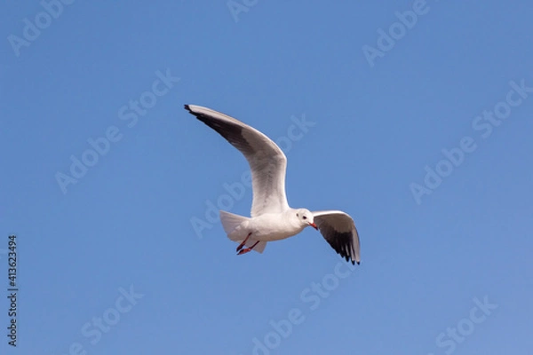 Obraz seagull in the sky