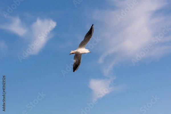 Obraz seagull in the sky