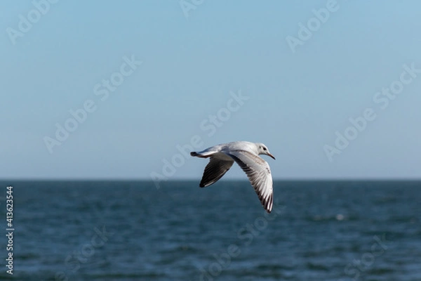 Obraz seagull over the sea