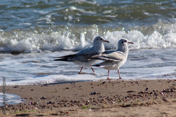 Obraz seagull on the beach
