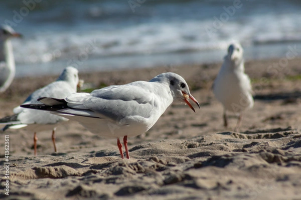 Obraz seagull on the beach