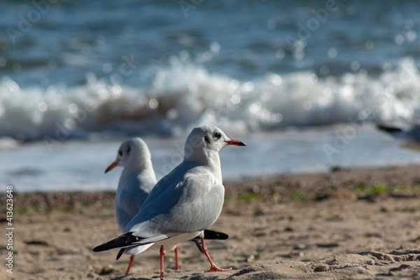 Obraz seagull on the beach
