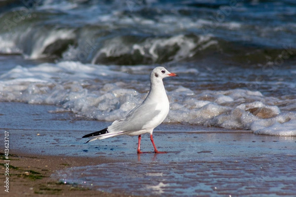 Obraz seagull on the beach