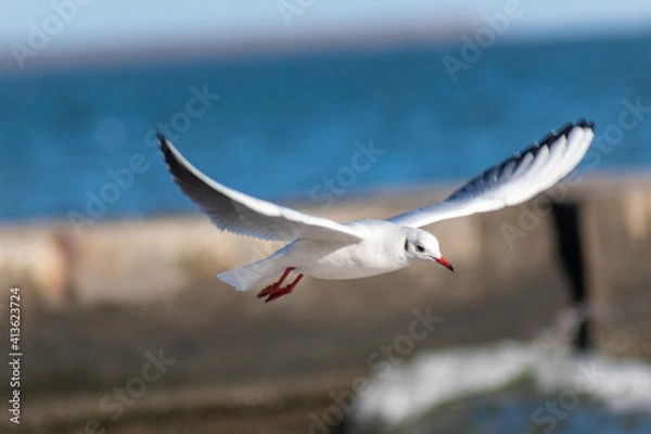 Obraz seagull over the beach