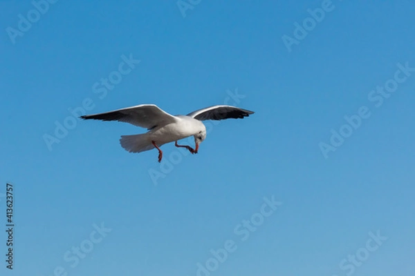 Obraz seagull in the sky