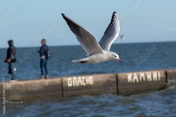 Obraz seagull over the pier