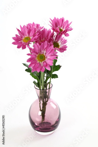 Fototapeta Chrysanthemen