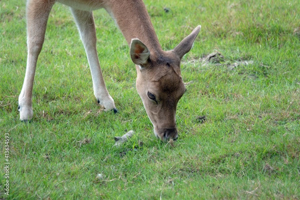 Fototapeta Äsendes Reh