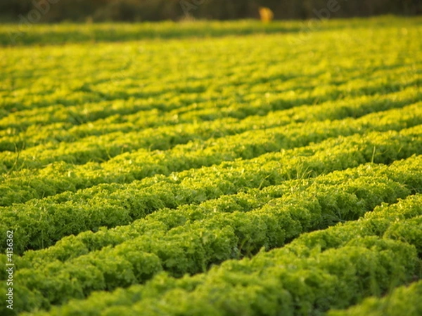 Obraz champs provence