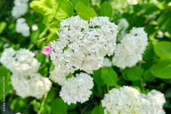 Obraz Close-up of a blooming white hydrangea bush in the garden, abstract background