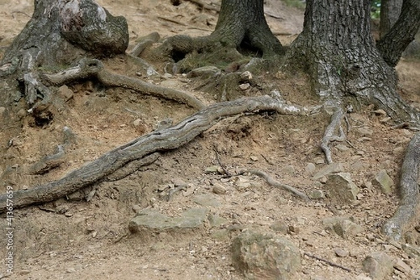 Fototapeta tree roots