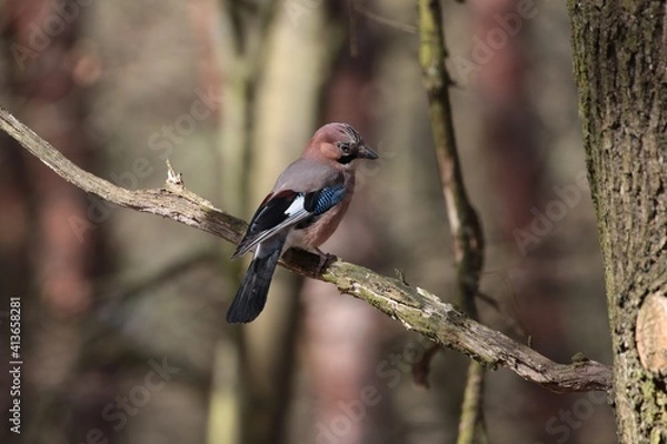Fototapeta colorful bird, jay on a tree branch, birds in Poland