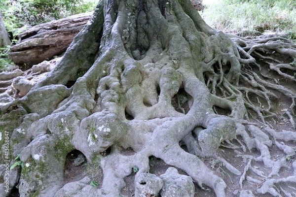 Fototapeta the entwined roots of a mighty tree