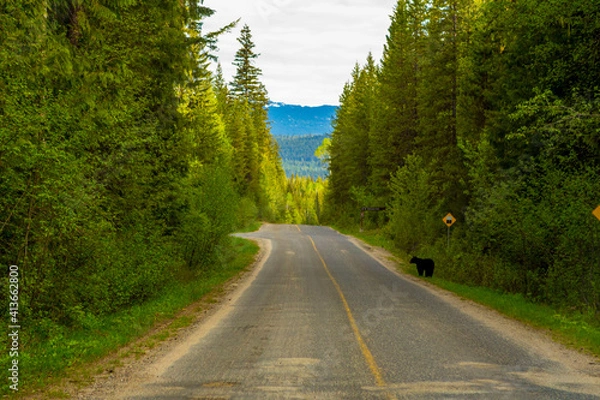 Fototapeta road with a brown bear in canada