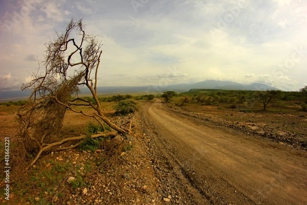 Fototapeta fallen tree in Tanzania desert