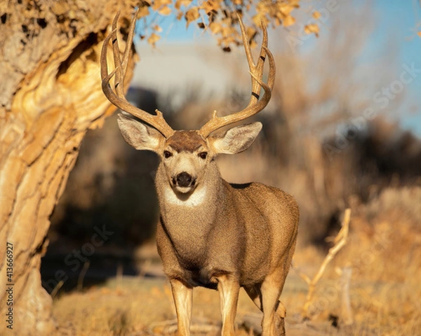 Obraz Mule Deer Trophy Buck