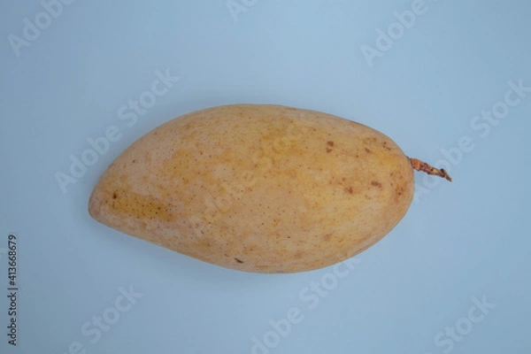 Obraz A single golden yellow ripe mango