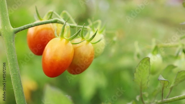 Fototapeta Bunch of tomatoes. Ripe and raw tomatoes on a branch with blurred green leaves in a healthy organic garden with copy space. Close up and selective focus