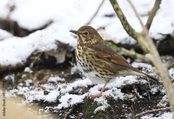 Fototapeta A Song Thrush, Turdus philomelos, searching for food on the ground under the snow and decaying leaves in woodland in the UK.