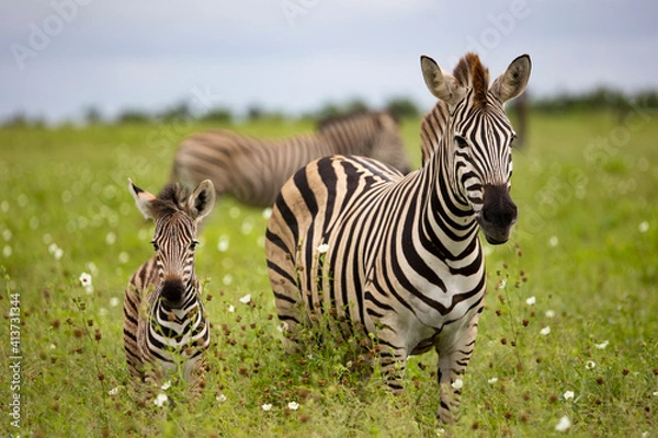 Fototapeta zebra mother and baby in the wild