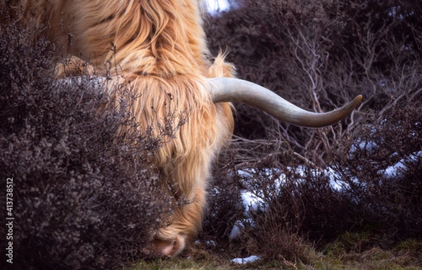 Obraz The Hidden Grazer