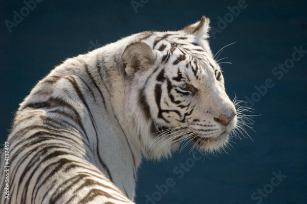 Obraz Amur Tiger