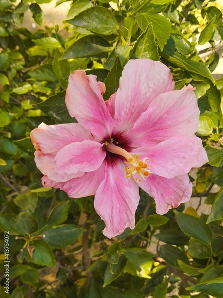 Obraz Beautiful pink blooming flower on plant with greenish background in garden
