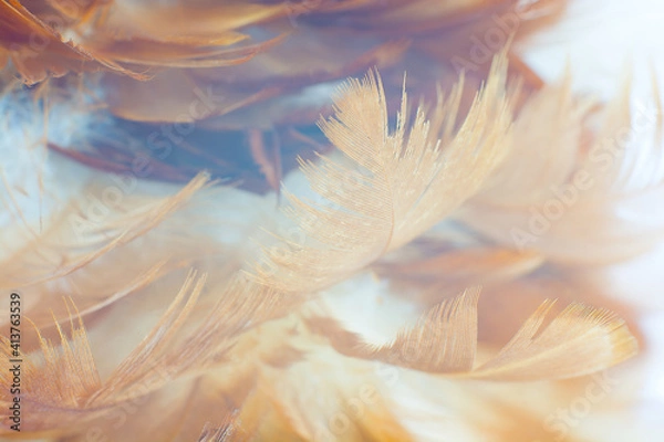 Fototapeta Beautiful brown feather texture pattern background