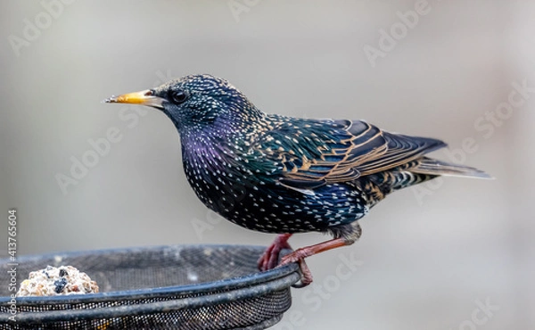 Obraz starling feeding