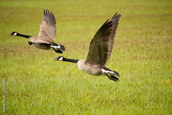 Fototapeta Two Canada Geese Flying