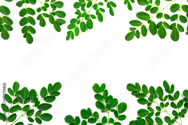 Fototapeta Moringa leaf border isolated on white background. Fresh green leaves frame. Moringa oleifera is both food and herbal medicine.