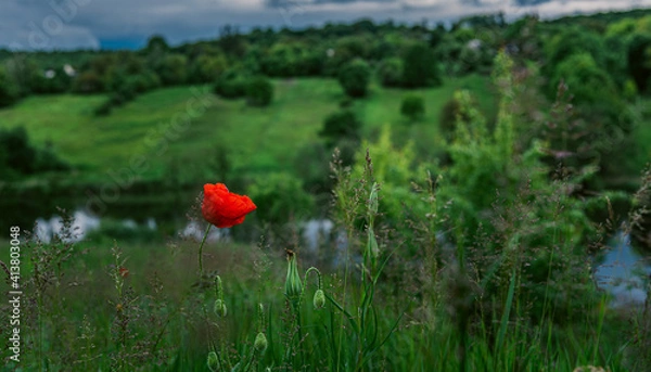 Fototapeta Summer landscape