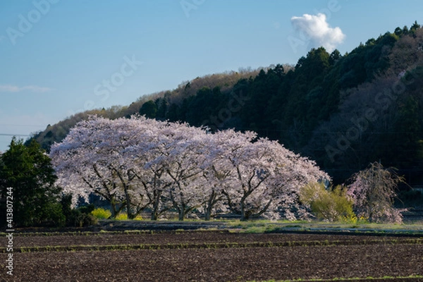 Fototapeta 田舎の桜
