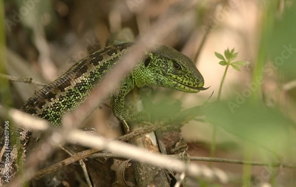 Obraz Reptile green lizard in bush looking some food at springtime
