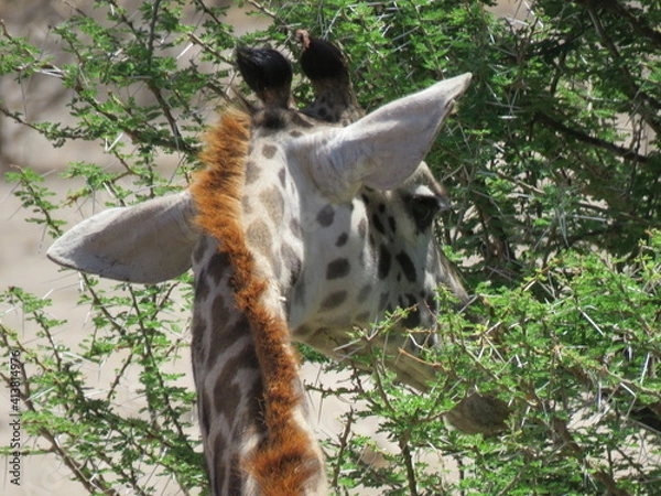 Obraz giraffe eating grass