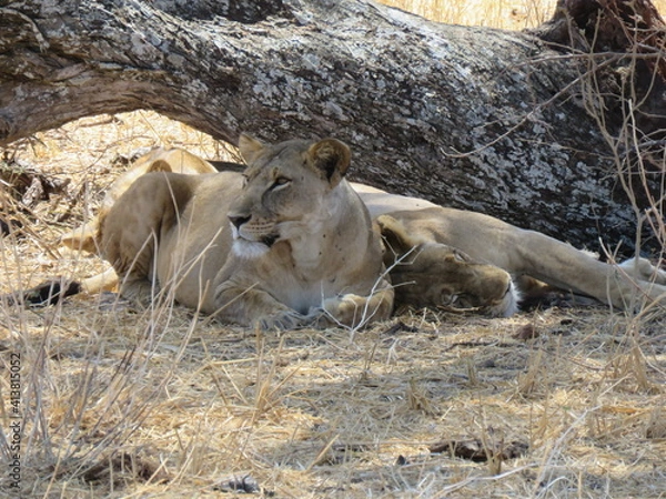 Obraz lioness in the wild