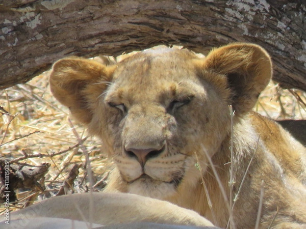 Obraz lion cub waking up
