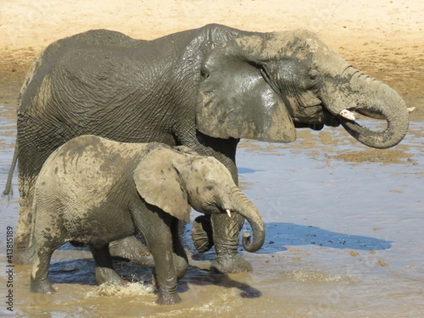 Obraz african elephant walking