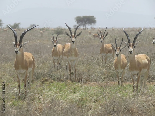 Obraz impala in the savannah